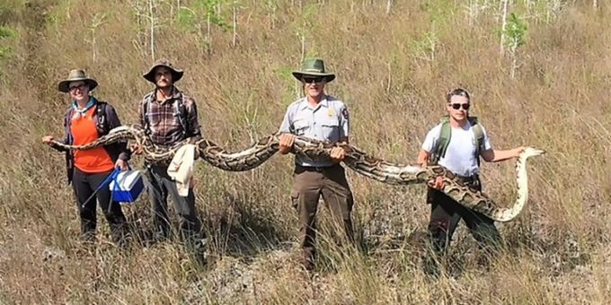 Forscher fanden in Florida diese Python. Florida Python