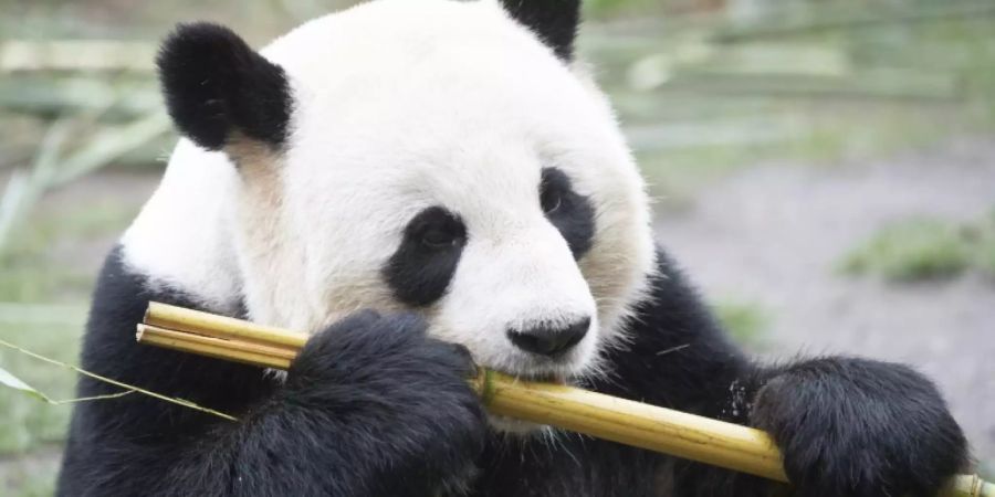 Pandamännchen Jiao Qing im Berliner Zoo