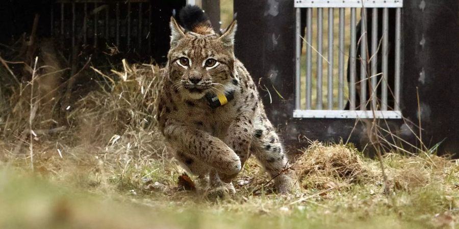 Luchs