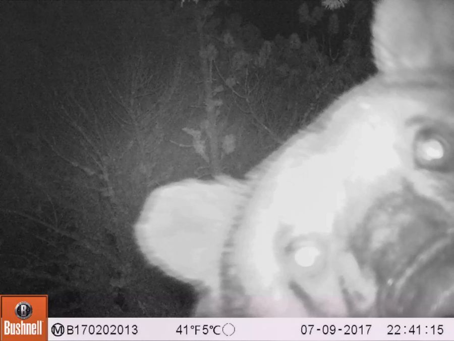Im Jahr 2017 machte ein Bär oftmals ein Selfie.
