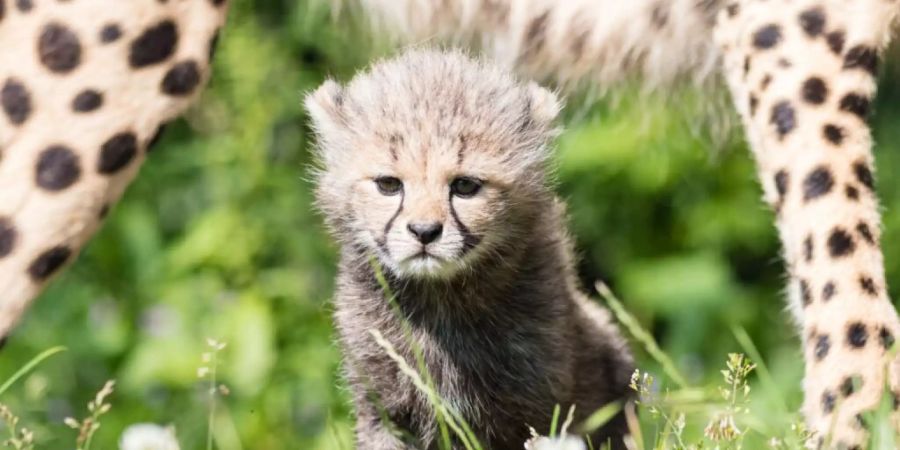 Zoo Basel Geparde