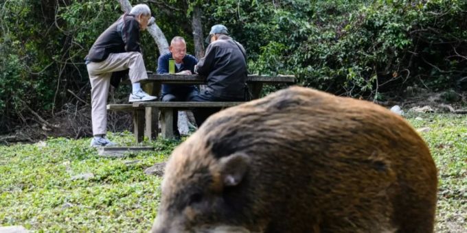 Hongkong - Wildschwein in Hongkonger U-Bahn sorgt für Aufregung