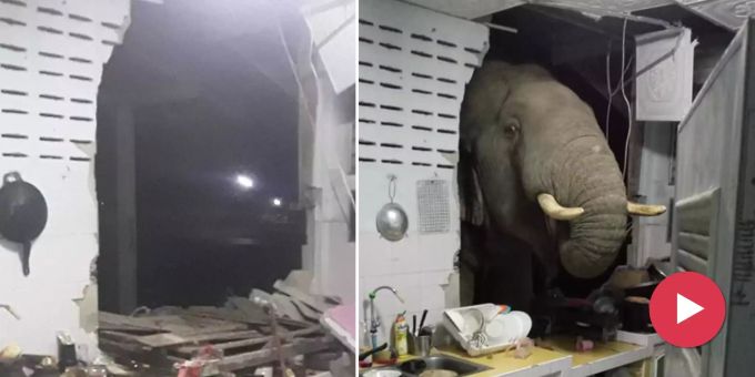 Ein Saustall - Hungriger Elefant crasht Küche in Thailand!