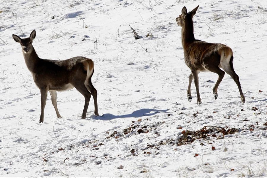 Betroffen sind zum Beispiel Rehe ... (Archivbild)