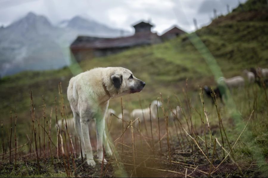 Kangal Herdenschutzhund Wallis