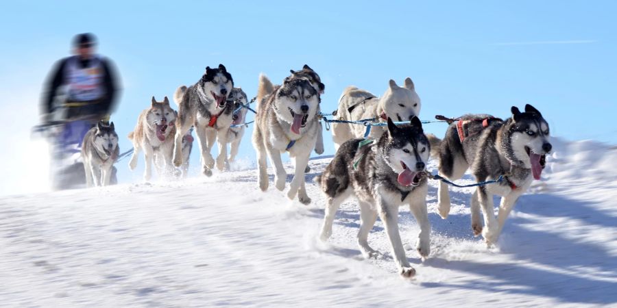 Siberian Huskies am Schlitten