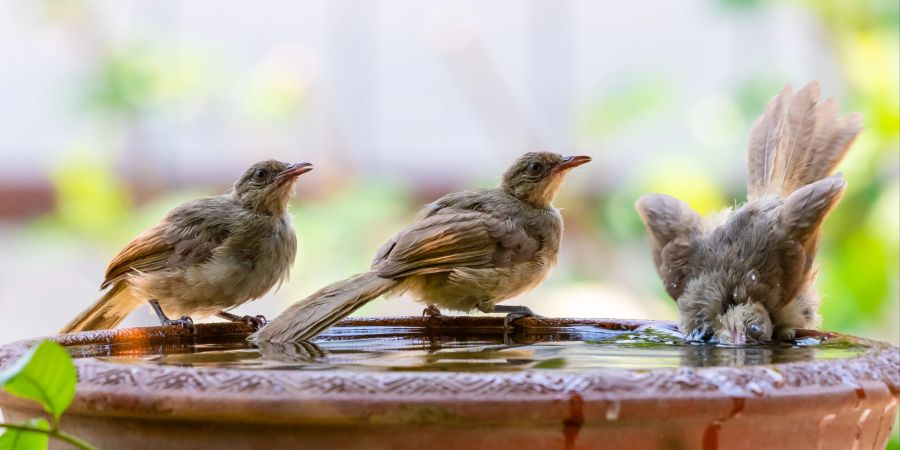 Vögel sind reinliche Tiere und baden regelmässig.