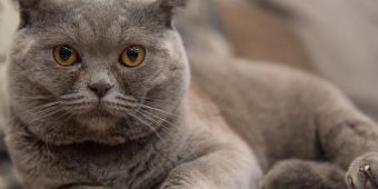 Scottish Fold