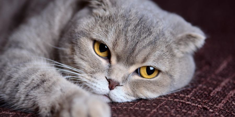 Katze liegt auf dem Sofa