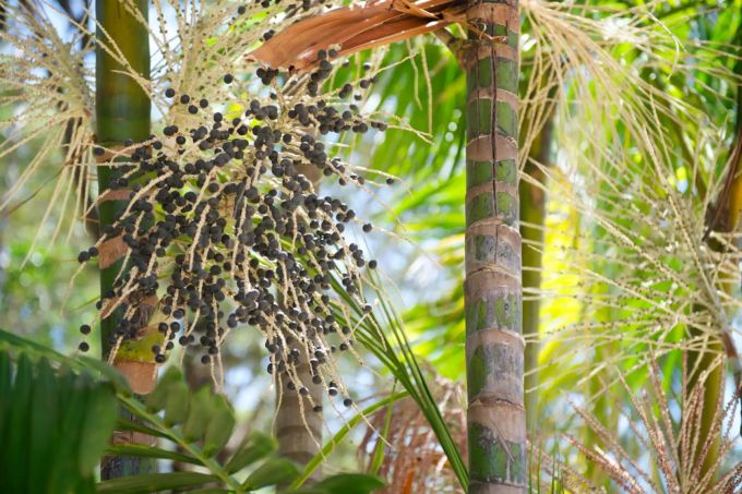 Die Açaí-Beere aus dem Dschungel. Die Açaí-Beere