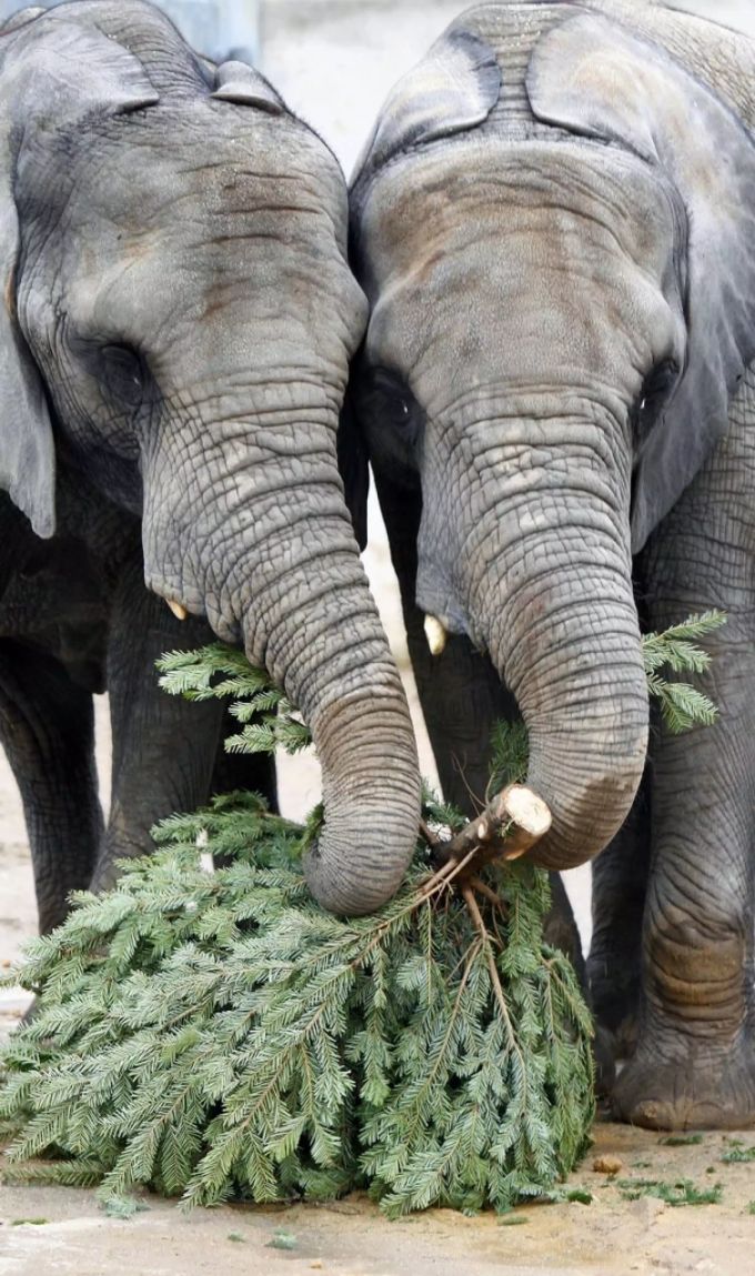 In manchen Tierparks und Zoos erhalten die Tiere nach Weihnachten Tannenzweige zur Beschäftigung. Elefanten