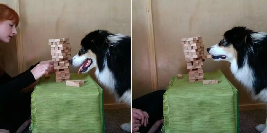 jenga hund