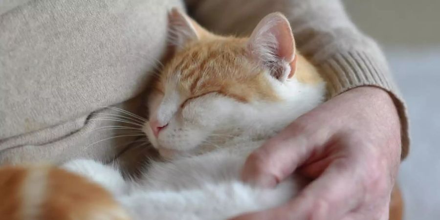 Ein Test zeigt, dass sich Katzen in neuen Situationen ihren Besitzern gegenüber ähnlich verhalten wie Kleinkinder gegenüber ihren Eltern. Foto: Angelika Warmuth