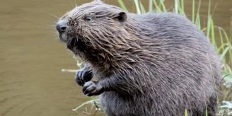 Bern - Pfahlbauten auf Insel im Inkwilersee werden vor Bibern geschützt