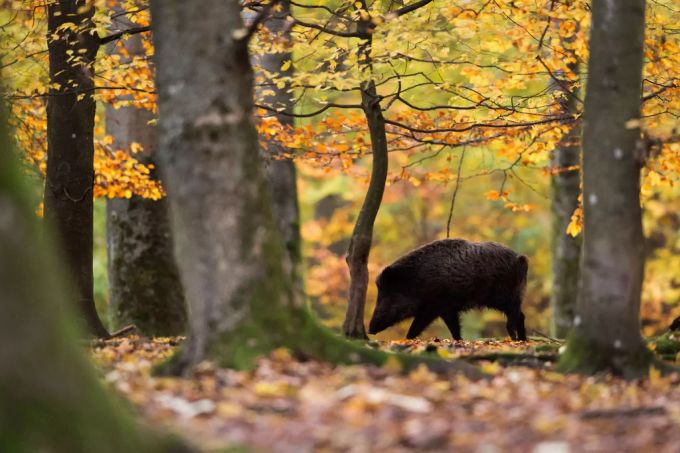 Auch Wildschweine können den Virus übertragen. wildschwein