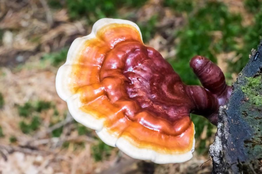 Reishi-Pilz