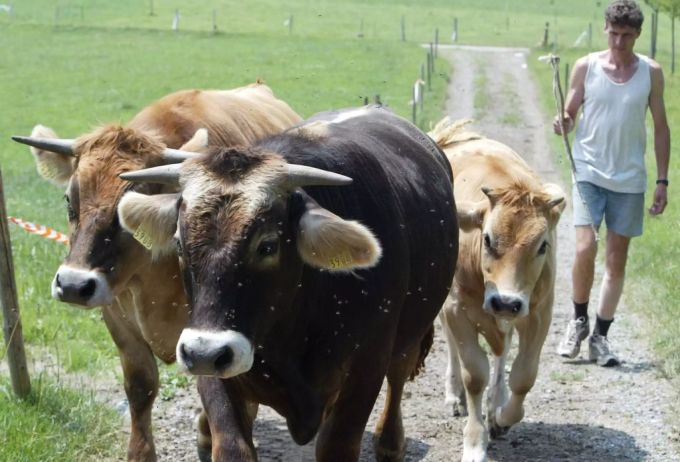 Rund ein Viertel der Befragten wollen mit dem Kauf von Fleisch aus einheimischer Produktion die Schweizer Bauern unterstützen. (Symbolbild) kuh bauer