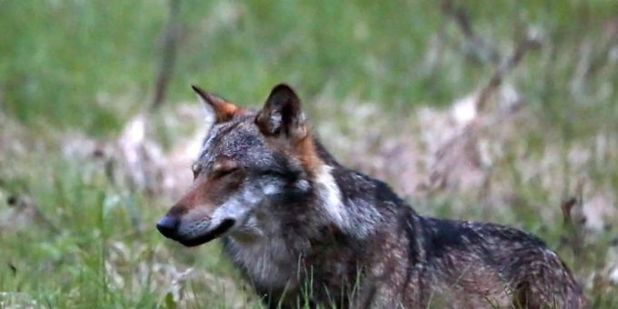 Per SMS gewarnt - Wolf reisst mehrere Schafe in Appenzell und Urnäsch