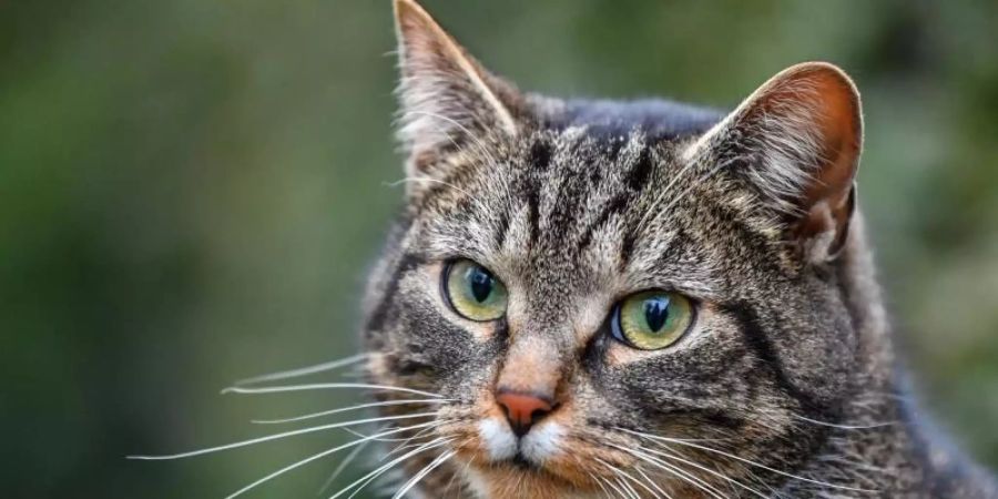 Es ist bereits vorgekommen, dass sich Katzen mit dem Coronavirus infiziert haben. Die Bundesregierung plant daher, Katzen testen zu lassen, die in Haushalten mit Corona-Infizierten leben. Foto: Patrick Pleul/zb/dpa