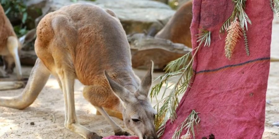 Im Gegensatz zu Jack lebt dieses Känguruh im Zoo