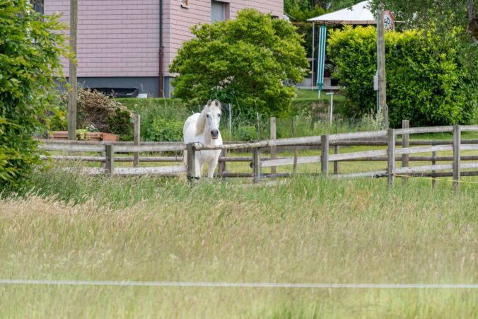 Ein weisses Pferd in Zetzwil.