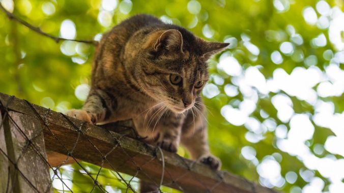 Rund 1500 Tiere werden hier aufgenommen und - wenn möglich - weitervermittelt.