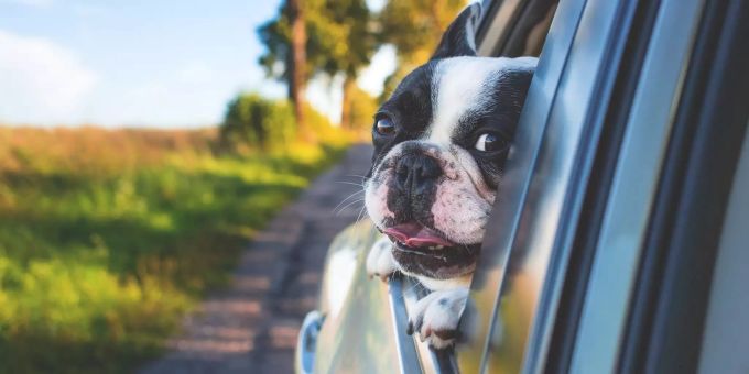 Ferien mit dem Hund machen gut vorbereitet allen Spass. Hund schaut aus Auto