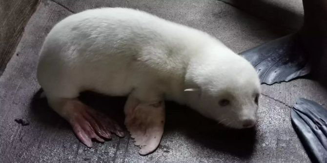 seebärenbaby Hagenbeck