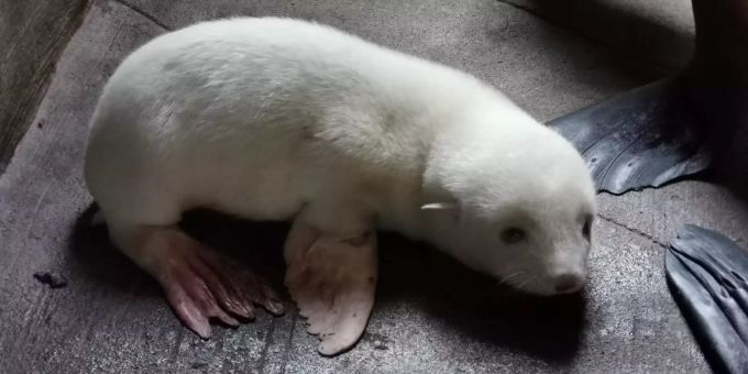 Im Tierpark Hagenbeck - Erstes Albino-Seebärenbaby geboren