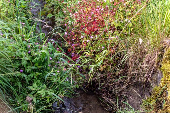 Rosa Echtes-Tausendgüldenkraut-Blumen neben einem Bach in Unterkulm.