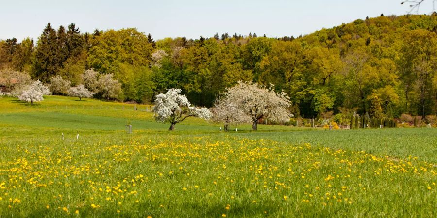 Wiesen und Landwirtschaft in der Region Kloten.