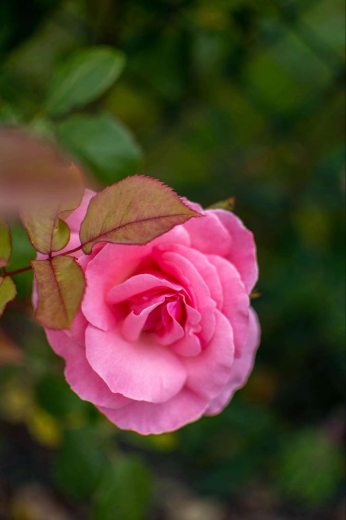 Eine rosa Rose in Dintikon.