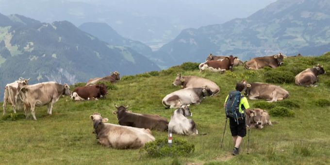 Ein Wanderer spaziert an einer Kuh-Herde vorbei. (Symbolbild) wanderer kühe alp