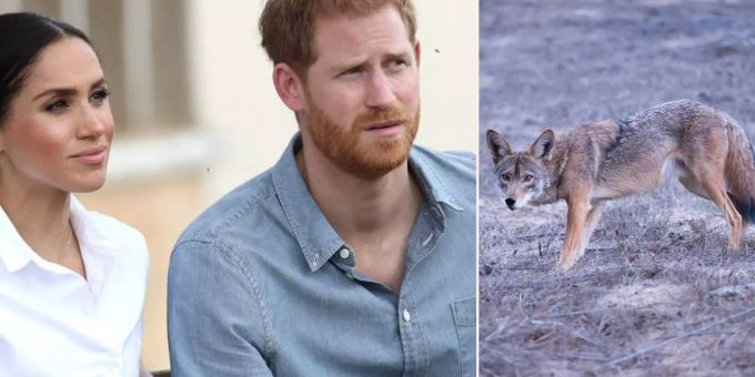 Kojoten und Pumas - Harry und Meghans Villa ist von Raubtieren umgeben