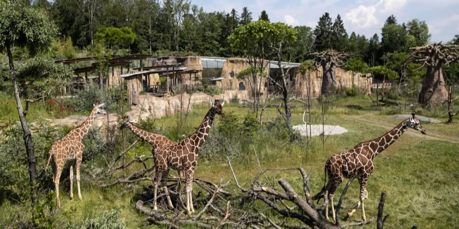 Zoo Zürich