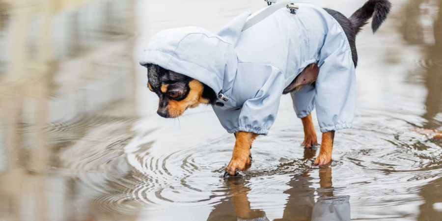 Hund Jacke in Pfütze