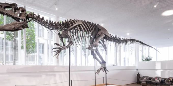 Rund 150 Millionen Jahre alt ist das Skelett des Allosaurus fragilis. Skelett