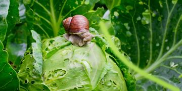 Schnecke auf Salat