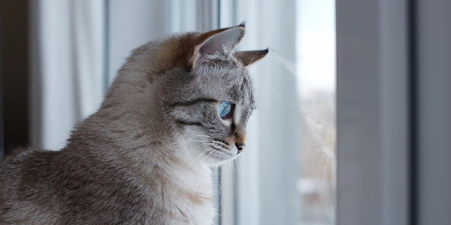 Katze am Fenster