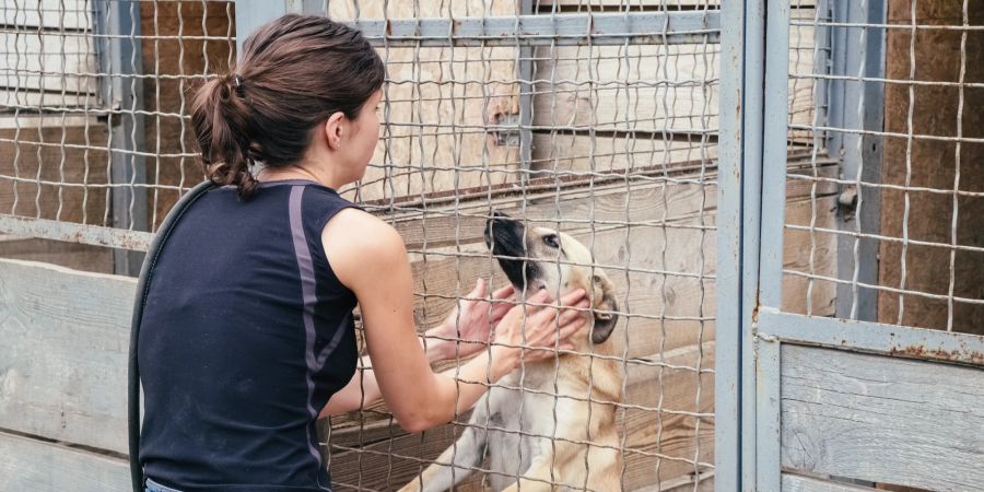 Hundepfleger helfen, Platz im Tierschutzverein für weitere bedürftige Tiere zu schaffen.