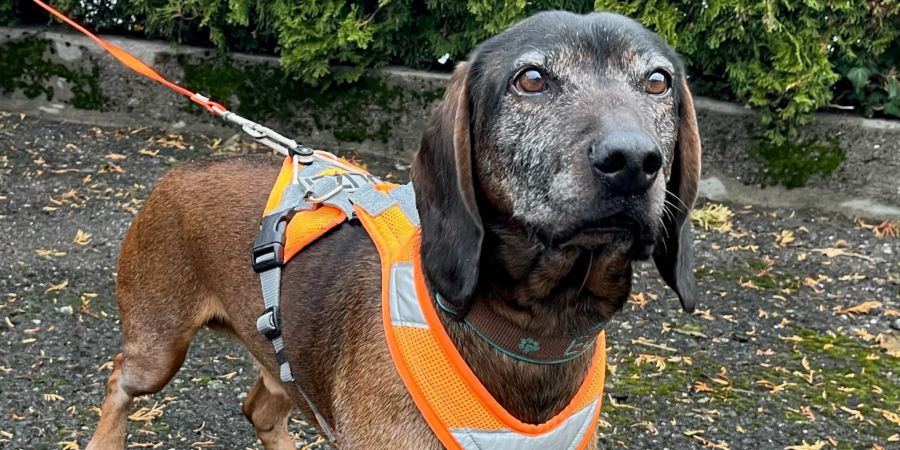 Personenspürhund «Eddy».