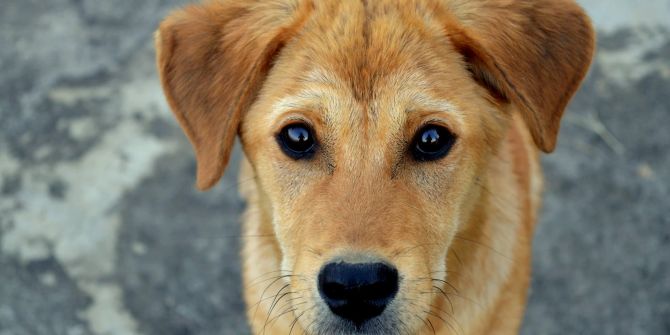 Hund, Bindehautentzündung