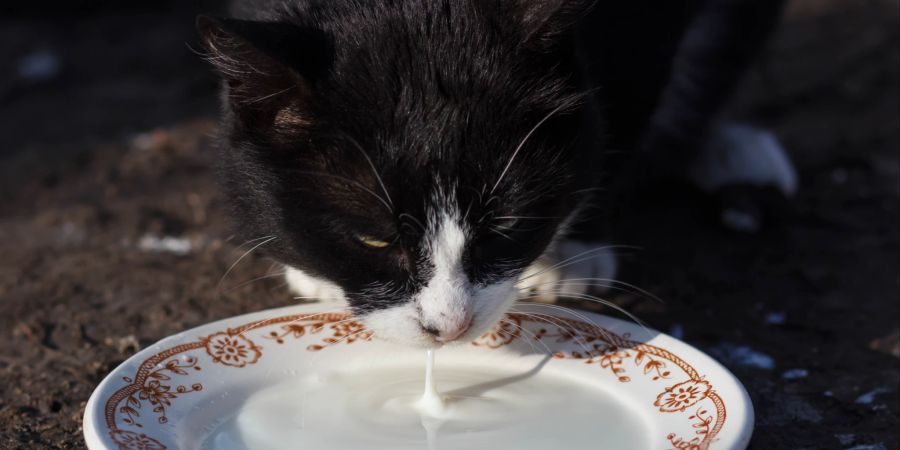 Katze Trinken