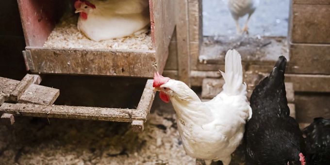 Wegen der Vogelgrippe sowie steigender Produktionskosten gehen in Grossbritannien die Eier aus. Supermärkte rationieren daher den Verkauf: Der Einzelhandelsriese Tesco erlaubt nur noch drei Packungen je Kunde. (Archivbild) Wegen der Vogelgrippe sowie steigender Produktionskosten gehen in Grossbritannien die Eier aus. Supermärkte rationieren daher den Verkauf: Der Einzelhandelsriese Tesco erlaubt nur noch drei Packungen je Kunde. (Archivbild)