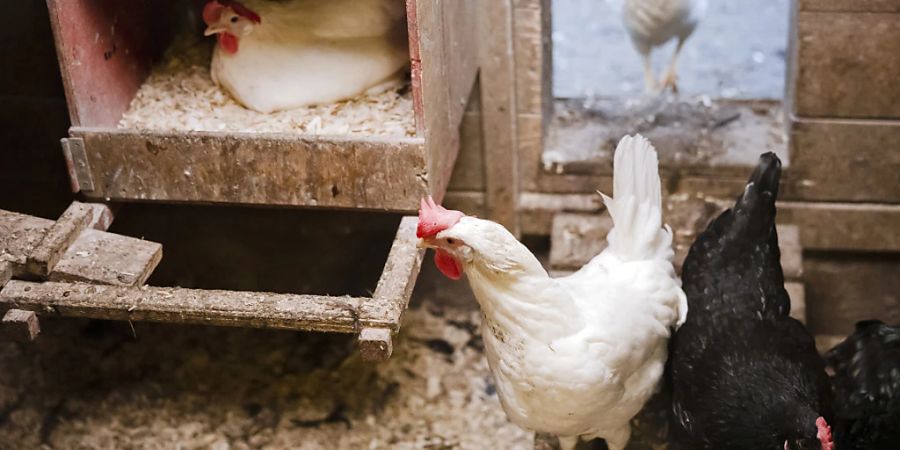 Wegen der Vogelgrippe sowie steigender Produktionskosten gehen in Grossbritannien die Eier aus. Supermärkte rationieren daher den Verkauf: Der Einzelhandelsriese Tesco erlaubt nur noch drei Packungen je Kunde. (Archivbild)