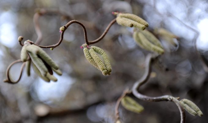 Die gedrehten Zweige der Korkenzieher-Haselnuss sind im Winter ein besonderer Hingucker. Korkenzieher-Haselnuss Winter Zweige gedreht