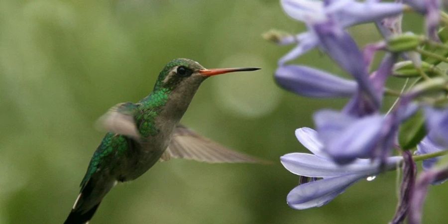 Kolibri in Südamerika
