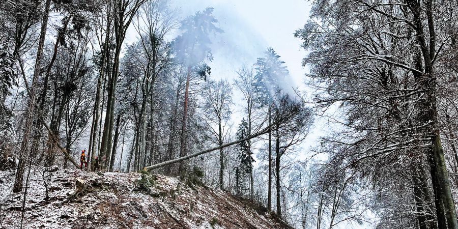 Schweizer Forstwirtschaft. Holzschlag- und Waldarbeiten im Winter. (Symbolbild)