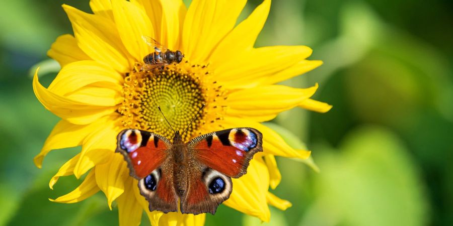 Ein Abkommen des Weltnaturgipfels soll die Lebensräume von Insekten und anderen Arten schützen.