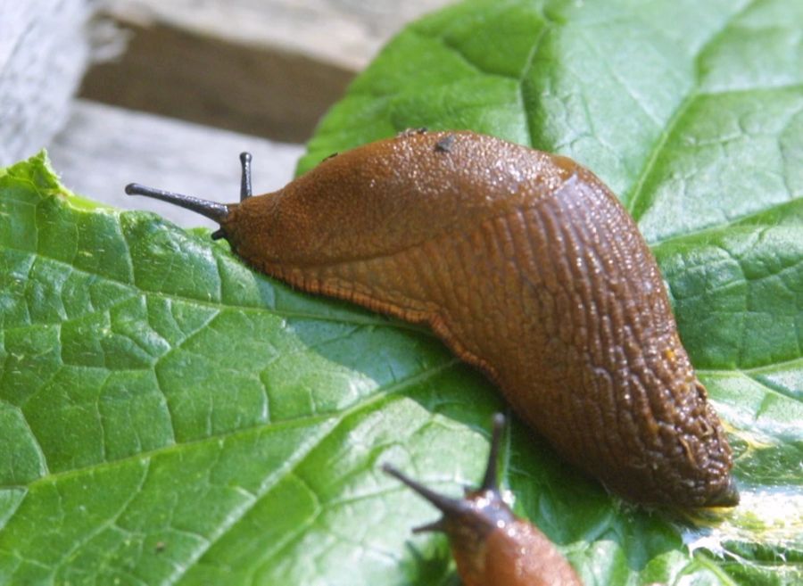 Nacktschnecken machen sich über ein Gurkenblatt her.